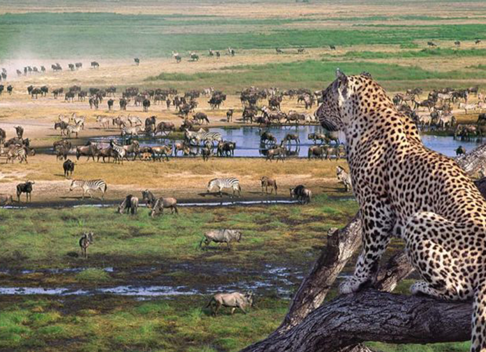 Usambaa Tourism Company, we are a safari and tour company based in Tanzania. We specialize in organizing wildlife safaris, Mountain climbing, beach holidays, Cultural tourism, and best accommodation